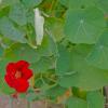 Tropaeolum Majus Flower
