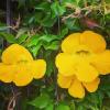 Cat's Claw