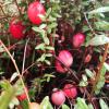 Cranberry