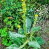 Great or Common Mullein