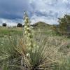 Yucca glauca