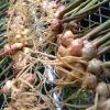 Ginger roots