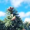 Canadian fir