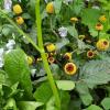 Acmella Oleracea Extract