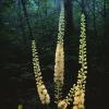 Black cohosh root extract