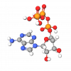 Adenosine 5 Triphosphate (ATP)
