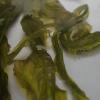 Alaria esculenta extract