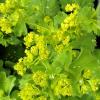 Lady's Mantle