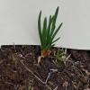 Onion Bulb Extract