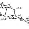 Alpha-Glucan Oligosaccharide