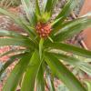 Ananas sativus