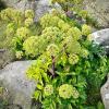 Angelica Archangelica
