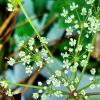 Chinese Angelica Root Oil