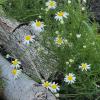 Roman Chamomile