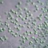 Aphanothece Sacrum Exopolysaccharides