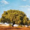 Argan tree