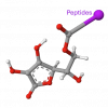 Ascorbic Acid Polypeptide