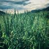 Oat