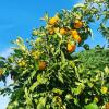 Neroli Oil
