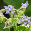 Borage oil