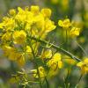Rapeseed (Brassica napus)