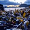 Kalpariane® - brown algae protein