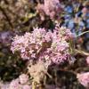 Buddleja Officinalis Flower Extract
