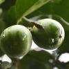 Colombian Amazon tree called Cacay