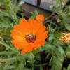 Calendula Oil