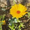 Calendula officinalis