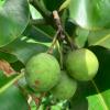 Calophyllum Inophyllum