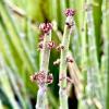 Candelilla