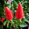 Tabasco (Capsicum Frutescens Fruit) Extract