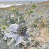 Celtusome™ Eryngium - sea holly