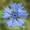 Centaurea Cyanus Flower Extract
