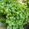 Centella Asiatica (Gotu Kola) Extract