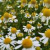 Chamomile (Matricaria Recutita) extract