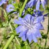 Chicory flower