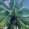 Coconut Oil