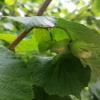 Corylus Avellana