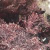 Corallina Officinalis