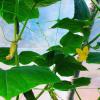 Cucumis Sativus