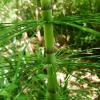 Horsetail (Equisetum arvense) extract