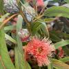 Eucalyptus Oil