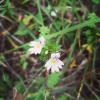 Eyebright Extract