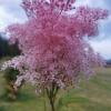 Meadowsweet (Spiraea Ulmaria) extract