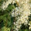Filipendula ulmaria