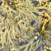Bladder Wrack (Fucus vesiculosus) Extract