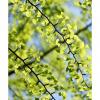 Ginkgo Biloba Extract