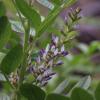 Liquorice root extract